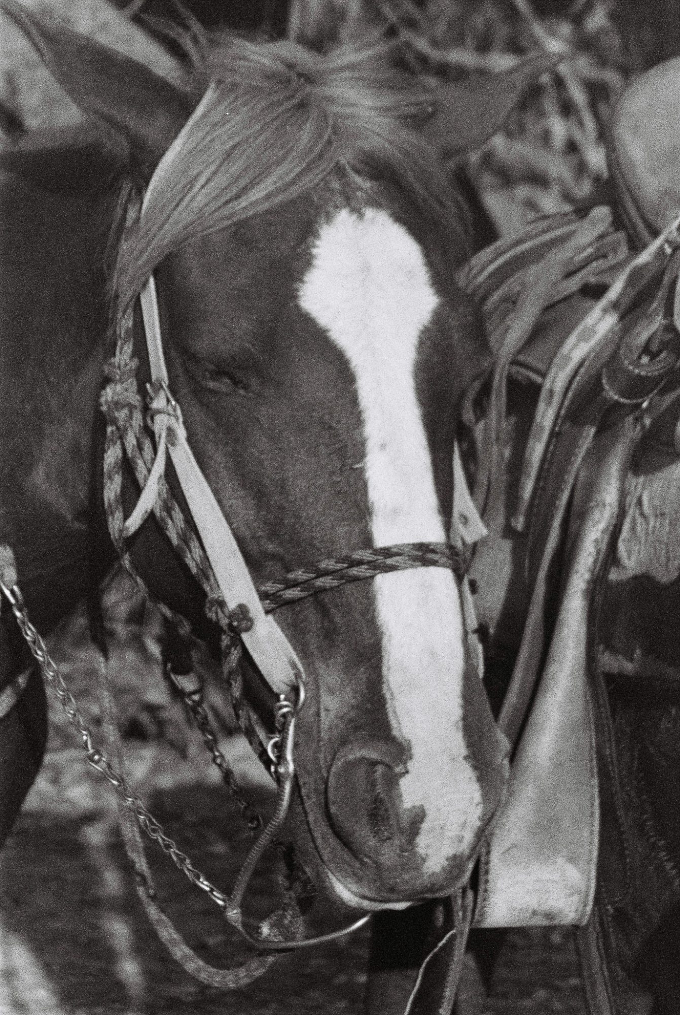 Horse, close