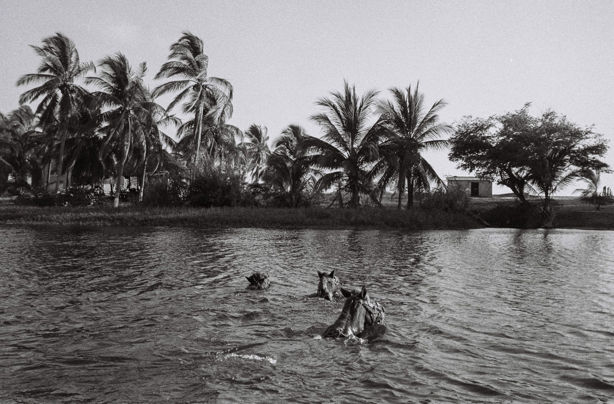 Horses swimming